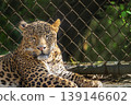 Single big cat chita or leoperd sitting in the afertnoon taking restin in the dark background. 139146602