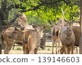 A group of deer male and female in front of a large tree eating in the afternoon. 139146603