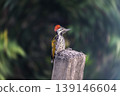 Blackrumped flameback perched (Dinopium benghalense) or lesser golden-backed woodpecker or lesser golden back sitting on concrete pole 139146604