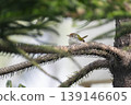 tailor bird sitting on the chritmas tree looking above for something . 139146605