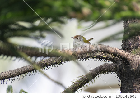 tailor bird sitting on the chritmas tree looking above for something . 139146605