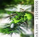 tailor bird sitting on the chritmas tree looking above for something . 139146606