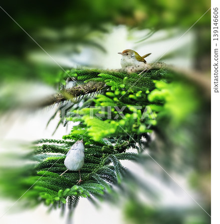 tailor bird sitting on the chritmas tree looking above for something . 139146606