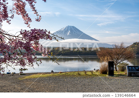 精進湖的富士山和櫻花 精進湖的富士山和櫻花 139146664