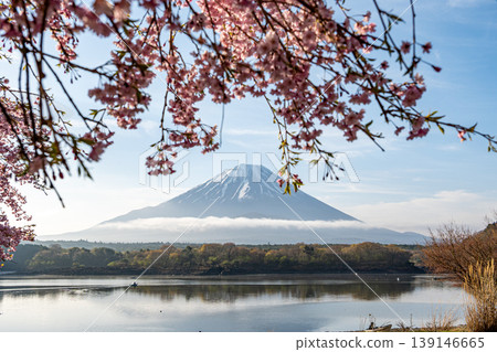 精進湖的富士山和櫻花 精進湖的富士山和櫻花 139146665