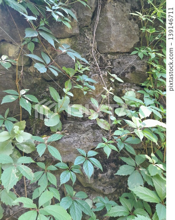 green leaf on the stone wall green leaf on the stone wall 139146711