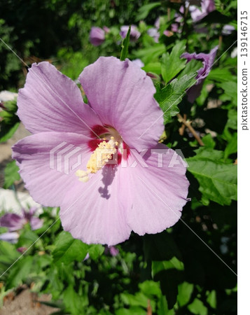 beautiful hibiscus flower in nature beautiful hibiscus flower in nature 139146715