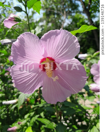 beautiful hibiscus flower in nature beautiful hibiscus flower in nature 139146716