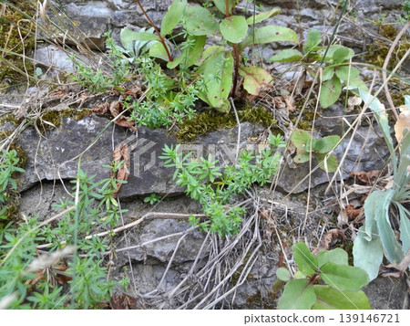 Green Climbing Plants Growing on Old Stone Wall with Natural Texture Green Climbing Plants Growing on Old Stone Wall with Natural Texture 139146721