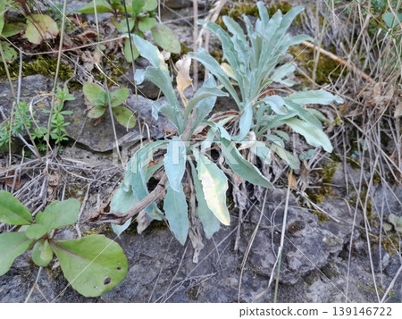 Green Climbing Plants Growing on Old Stone Wall with Natural Texture Green Climbing Plants Growing on Old Stone Wall with Natural Texture 139146722
