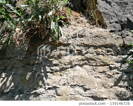 Green Climbing Plants Growing on Old Stone Wall with Natural Texture Green Climbing Plants Growing on Old Stone Wall with Natural Texture 139146726