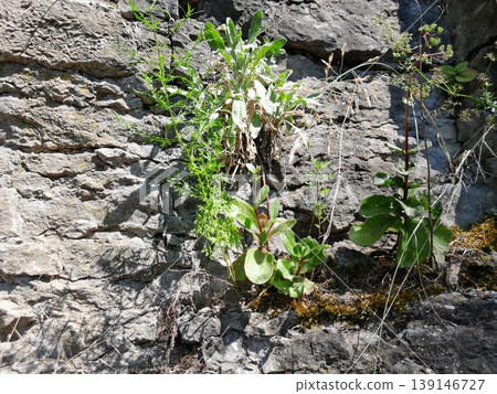Green Climbing Plants Growing on Old Stone Wall with Natural Texture 139146727