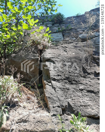 Green Climbing Plants Growing on Old Stone Wall with Natural Texture 139146728