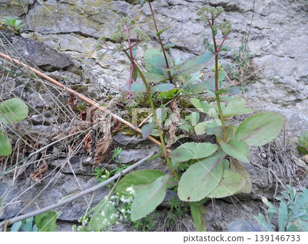 Green Climbing Plants Growing on Old Stone Wall with Natural Texture Green Climbing Plants Growing on Old Stone Wall with Natural Texture 139146733