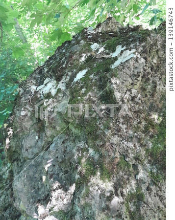 Green Climbing Plants Growing on Old Stone Wall with Natural Texture Green Climbing Plants Growing on Old Stone Wall with Natural Texture 139146743