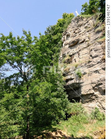 Green Climbing Plants Growing on Old Stone Wall with Natural Texture 139146747