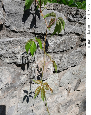 Green Climbing Plants Growing on Old Stone Wall with Natural Texture Green Climbing Plants Growing on Old Stone Wall with Natural Texture 139146749
