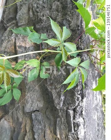 Green Climbing Plants Growing on Old Stone Wall with Natural Texture Green Climbing Plants Growing on Old Stone Wall with Natural Texture 139146751