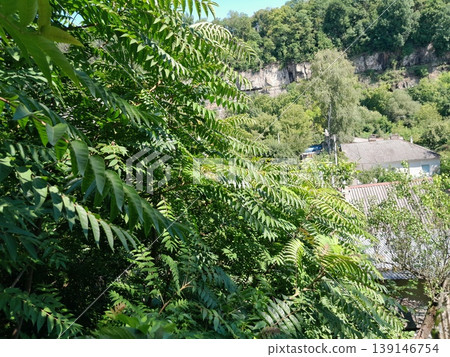 Green Tree Leaves Against Clear Blue Sky in Bright Summer Sunlight 139146754