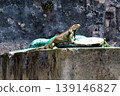 Iguana basking in the sun 139146827