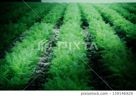 Early growth of carrots planted in a rows on a farming field Early growth of carrots planted in a rows on a farming field 139146929