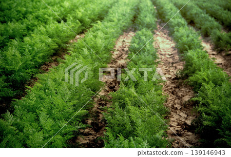The crop with rows of carefully planted carrot bushes The crop with rows of carefully planted carrot bushes 139146943