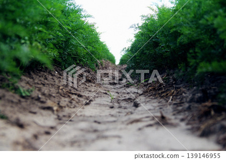 Carrot bushes growing in a rows on the farm field Carrot bushes growing in a rows on the farm field 139146955