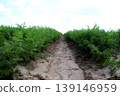 Lines of carrot sprouts on the agricultural field  139146959