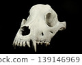Teeth of upper jaw of the dogs skull on black background 139146969