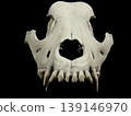Front shot of the dog skull without lower jaw isolated on black background 139146970
