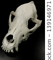 Upper view on the frontal bone of dogs skull on black surface 139146971