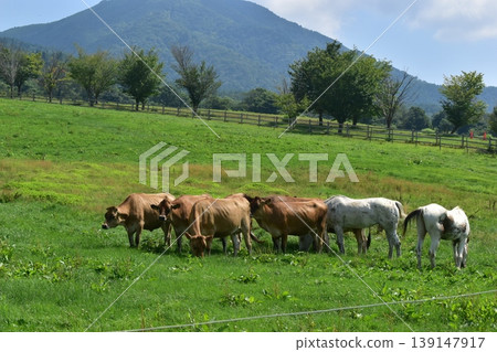 Hiruzen Jersey Land,岡山,牧場,乳牛 Hiruzen Jersey Land,岡山,牧場,乳牛 139147917