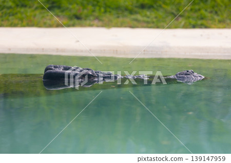 A Crocodile swimming in a shallow freshwater creek A Crocodile swimming in a shallow freshwater creek 139147959