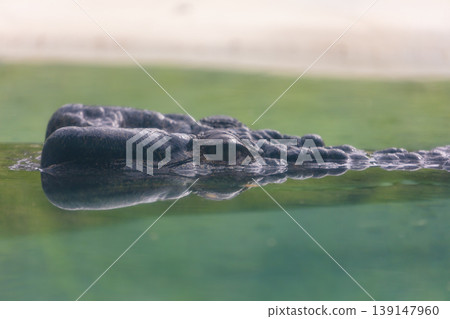 A Crocodile swimming in a shallow freshwater creek 139147960