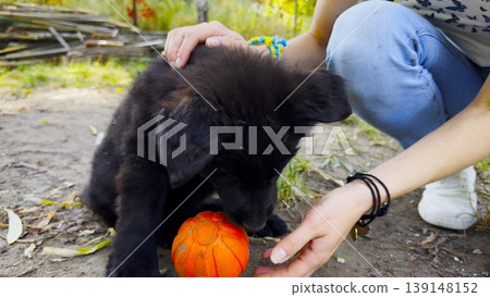 Young girl plays with black belgian shepherd puppy in summer garden, offering a ball during joyful game. The scene capturing a moment of fun, trust, and active bonding between human and dog. Slow Young girl plays with black belgian shepherd puppy in summer garden, offering a ball during joyful game. The scene capturing a moment of fun, trust, and active bonding between human and dog. Slow 139148152
