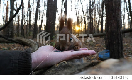 Cute rodent eating food from hand of young girl at forest. Wild fluffy squirrel taking sunflower seeds from female arm and gnawing it. Woman feeding hungry small sciurus against sunset at background 139148192