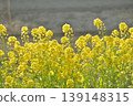 Rape blossoms 139148315