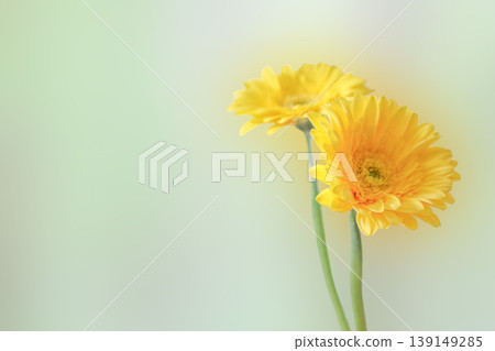 Gerbera daisies against a green background Gerbera daisies against a green background 139149285