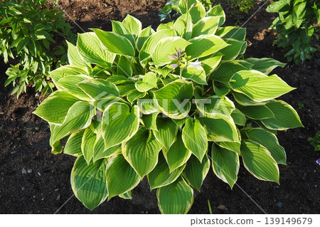 Hosta plantaginea, the fragrant plantain lily or August lily, is a species of flowering plant in the family Asparagaceae. The flowering hosta bushes. Ornamental plant for landscaping and garden design Hosta plantaginea, the fragrant plantain lily or August lily, is a species of flowering plant in the family Asparagaceae. The flowering hosta bushes. Ornamental plant for landscaping and garden design 139149679