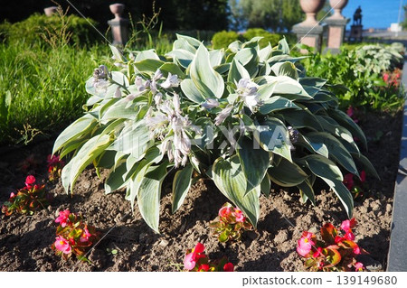 Hosta plantaginea, the fragrant plantain lily or August lily, is a species of flowering plant in the family Asparagaceae. The flowering hosta bushes. Ornamental plant for landscaping and garden design 139149680