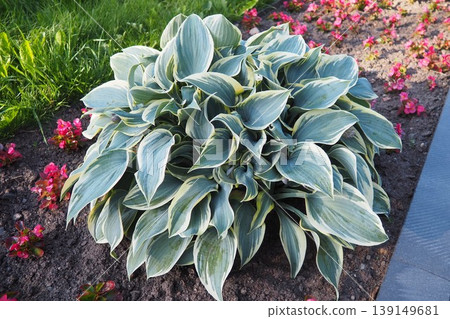 Hosta plantaginea, the fragrant plantain lily or August lily, is a species of flowering plant in the family Asparagaceae. The flowering hosta bushes. Ornamental plant for landscaping and garden design Hosta plantaginea, the fragrant plantain lily or August lily, is a species of flowering plant in the family Asparagaceae. The flowering hosta bushes. Ornamental plant for landscaping and garden design 139149681