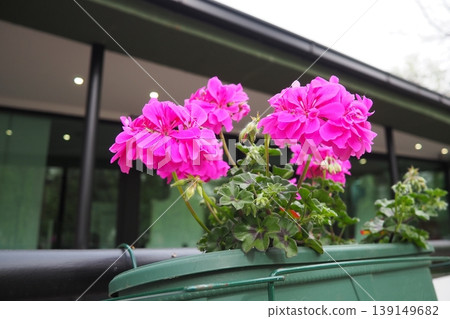 Magenta pink zonal geraniums in design. Pelargonium peltatum is species of pelargonium known by common names Pelargonium grandiflorum. Cranesbill or crane's-bill. Floriculture and horticulture Magenta pink zonal geraniums in design. Pelargonium peltatum is species of pelargonium known by common names Pelargonium grandiflorum. Cranesbill or crane's-bill. Floriculture and horticulture 139149682