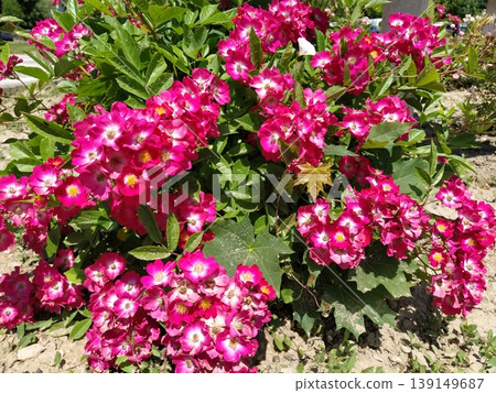 A rose is either a woody perennial flowering plant of genus Rosa. Bright pink, crimson and magenta double roses grow as a bush in park. Bush simple non-double small-flowered with many buds. A rose is either a woody perennial flowering plant of genus Rosa. Bright pink, crimson and magenta double roses grow as a bush in park. Bush simple non-double small-flowered with many buds. 139149687