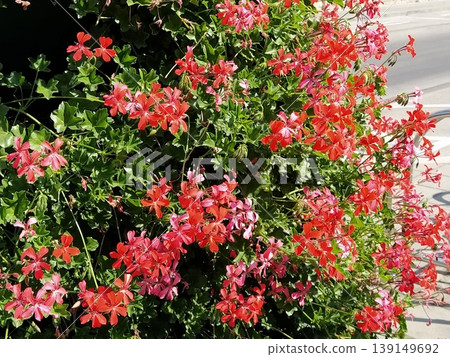 Pelargonium peltatum. Red, pink and magenta blooming ivy geraniums in a city park. Vertical landscaping of a garden, courtyard or city street 139149692