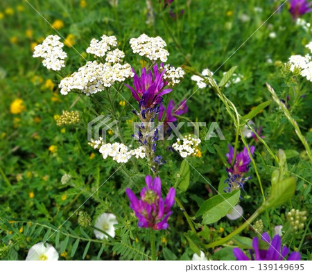 A lawn with purple, white and yellow spring wildflowers. Yarrow closeup in the grass. Honey and medicinal plants. The concept of ecology and natural medicine. Green grass A lawn with purple, white and yellow spring wildflowers. Yarrow closeup in the grass. Honey and medicinal plants. The concept of ecology and natural medicine. Green grass 139149695