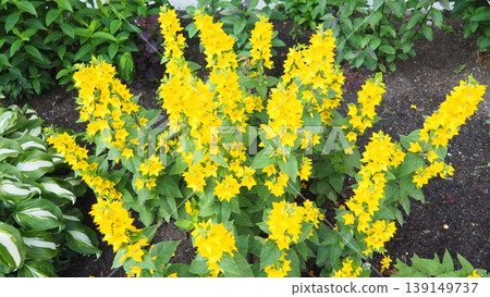 Lysimachia punctata, dotted loosestrife, large yellow loosestrife, circle flower, or spotted loosestrife, is flowering plant species in family Primulaceae. Rhizomatous perennial herbaceous plant Lysimachia punctata, dotted loosestrife, large yellow loosestrife, circle flower, or spotted loosestrife, is flowering plant species in family Primulaceae. Rhizomatous perennial herbaceous plant 139149737