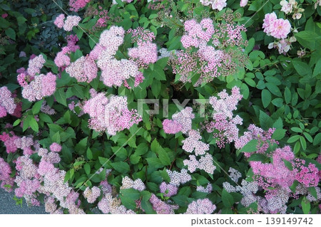 Spiraea japonica, Japanese meadowsweet or spiraea, is plant in family Rosaceae. Pink, fragrant, lush flowers on bush on summer evening. Ornamental landscape plant. Cultivars selected for garden use Spiraea japonica, Japanese meadowsweet or spiraea, is plant in family Rosaceae. Pink, fragrant, lush flowers on bush on summer evening. Ornamental landscape plant. Cultivars selected for garden use 139149742