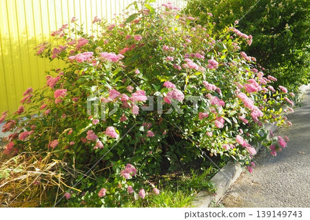 Spiraea japonica, Japanese meadowsweet or spiraea, is plant in family Rosaceae. Pink, fragrant, lush flowers on bush on summer evening. Ornamental landscape plant. Cultivars selected for garden use Spiraea japonica, Japanese meadowsweet or spiraea, is plant in family Rosaceae. Pink, fragrant, lush flowers on bush on summer evening. Ornamental landscape plant. Cultivars selected for garden use 139149743