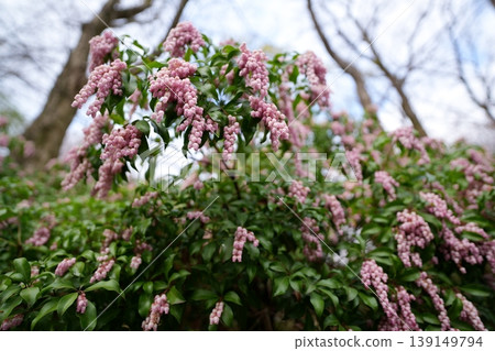 Acebi flower Acebi flower 139149794