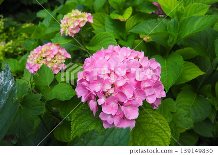 Hydrangea hortensia is a genus of flowering plants native to Asia and the Americas. Hydrangeas are popular ornamental plants, grown for their large flowerheads. Large pink flowers in the garden Hydrangea hortensia is a genus of flowering plants native to Asia and the Americas. Hydrangeas are popular ornamental plants, grown for their large flowerheads. Large pink flowers in the garden 139149830